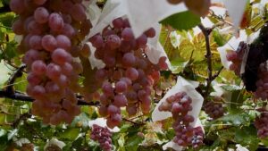 山梨ぶどう狩り一古園